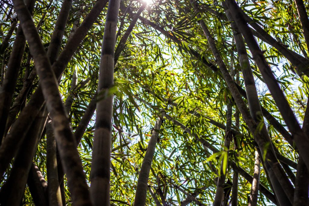 Eco Kadé Bamboo Forest 
